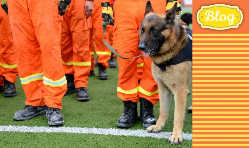 Szkolenie psa ratownika. Zdjęcie psa ratownika wśród kilku ratowników ubranych na pomarańczowo. Element graficzny w paski. Logo FOLK.