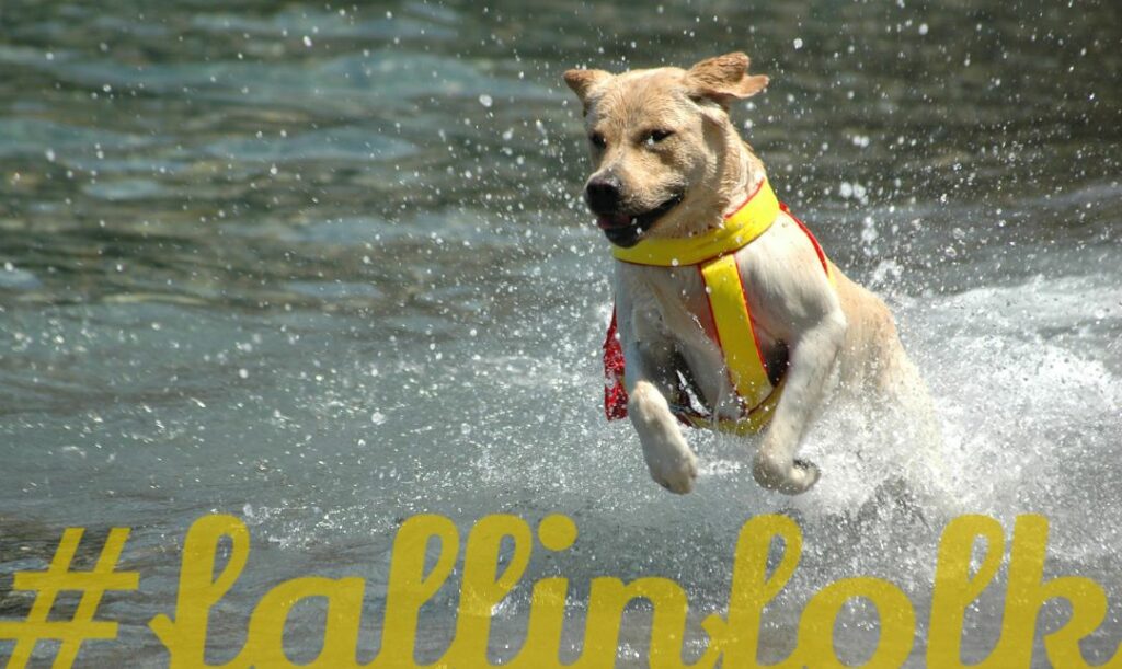 Wodne psy ratownicze. zdjęcie biegnącego po wodzie psa ratowniczego. 