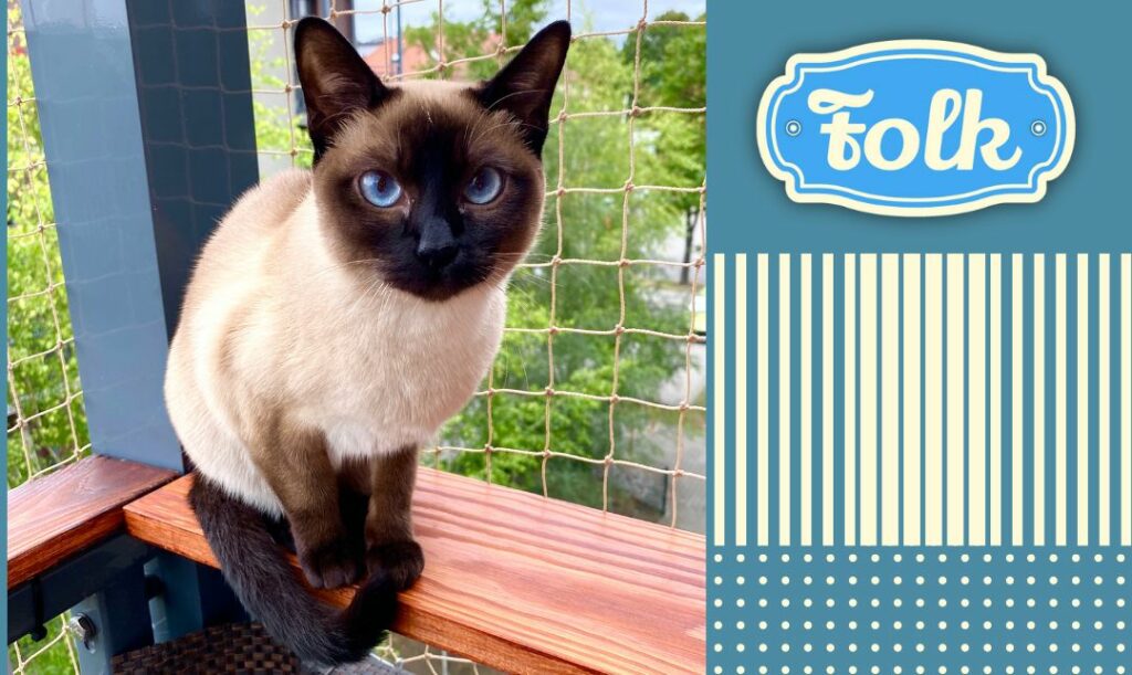 Zepsułam kota. Zdjęcie kotki tonkijskiej siedzącej na balkonie na tle siatki. Element graficzny w paski. Logo FOLK.
