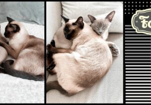 Dokocenie. Zdjęcia z przytulonymi do siebie kotkami tonkijskimi. Element graficzny w paski. Logo Folk.