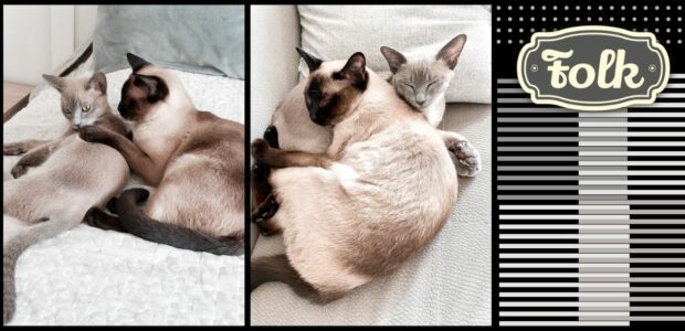 Dokocenie. Zdjęcia z przytulonymi do siebie kotkami tonkijskimi. Element graficzny w paski. Logo Folk.