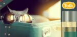 Podróżowanie z kotem. Zdjęcie czubka głowy kota w okularach siedzącego w walizce. Element graficzny w paski, logo FOLK.