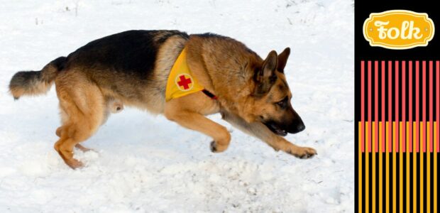 Psy ratownicze. Zdjęcie owczarka niemieckiego z emblematem czerwonego krzyża. Zdjęcie na śniegu. Element graficzny w paski. Logo FOLK.