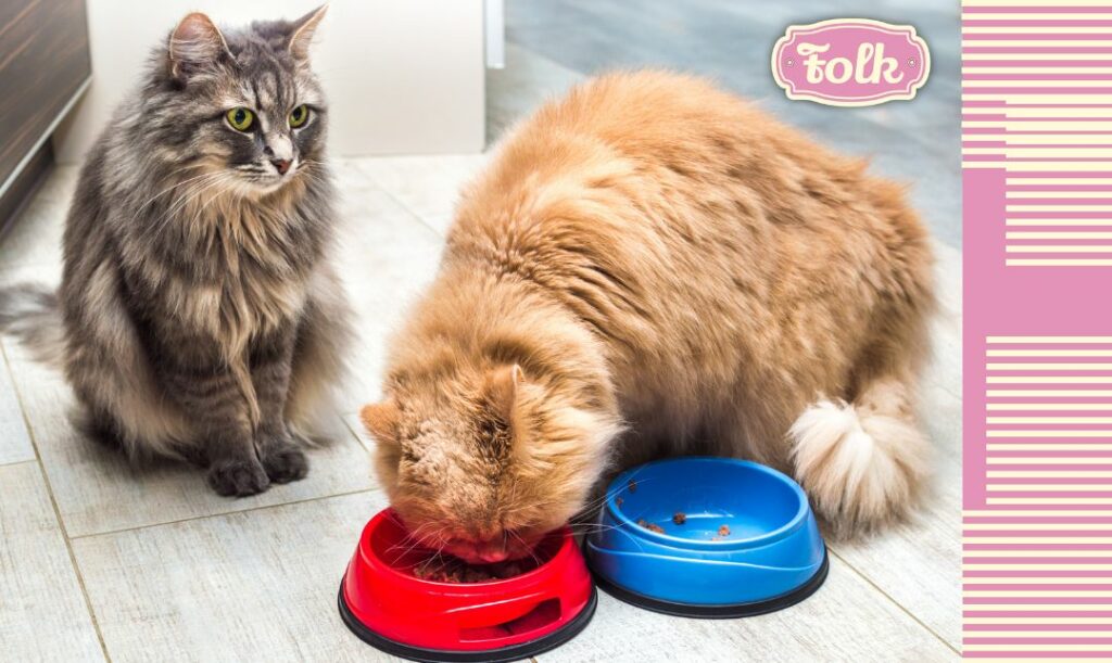 Koty nie lubią monotonii w żywieniu. Zdjęcie dwóch kotów. Rudy je z czerwonej miski, szary siedzi obok. Przy czerwonej misce leży też niebieska. Po prawej stronie element graficzny w kremowe paski na różowym tle. Różowe logo FOLK.