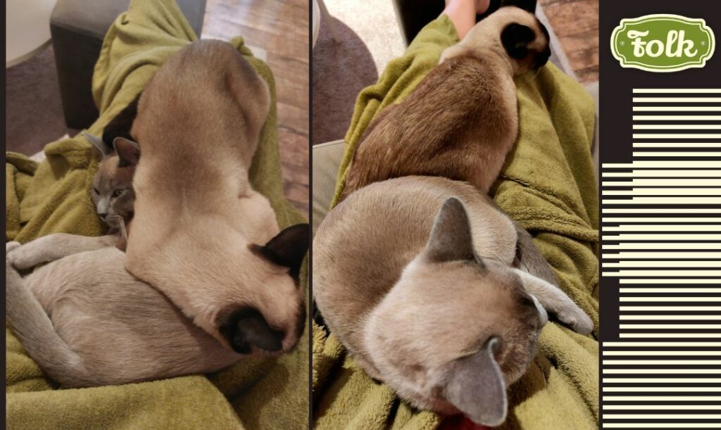 Miłość bezwarunkowa. Dwa zdjęcia śpiących na kolanach okrytych zielonym szlafrokiem kotek tonkijskich. Z prawej strony element graficzny w paski i zielone logo FOLK.