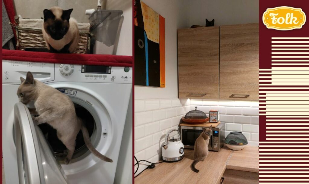 Na nudę nie mogę narzekać. Po lewej stronie zdjęcia kotek tonkijskich. Jedna siedzi na pralce, druga w środku pralki. Obok zdjęcie kotek tonkijskich na kuchennych meblach. Z prawej strony element graficzny w paski i logo FOLK w żółtym kolorze.