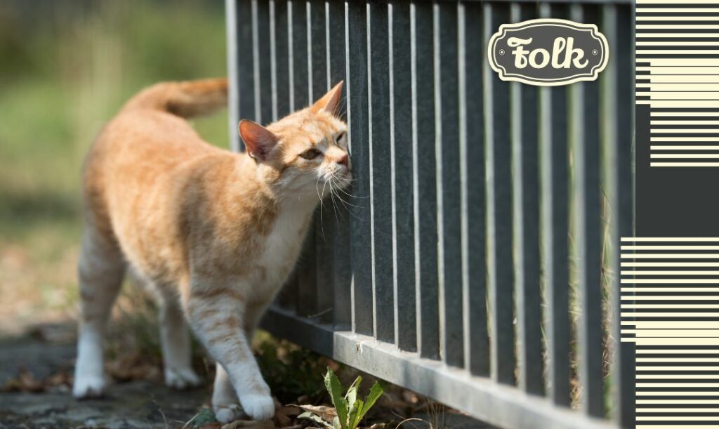 Objawem ocieranie się o wszystko. Zdjęcie rudego kota ocierającego sie o ogrodzenie. Po prawej stronie element graficzny w formie pasków i szary logotyp FOLK.