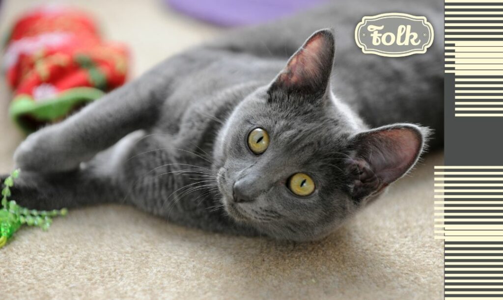 Skieruj uwagę kotki na zabawę. Zdjęcie szarego kota, leżącego na boku i bawiącego się zieloną zabawką. Z prawej strony element graficzny w paski i szary logotyp FOLK.