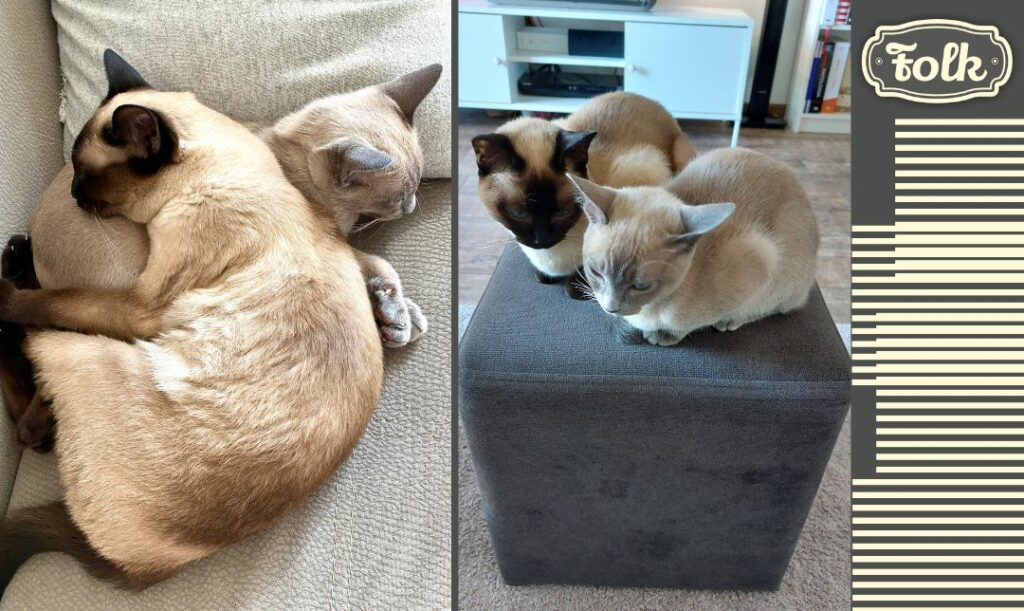 Trud dokocenia. Dwa zdjęcia kotek tonkijskich. Na jednym śpią przytulone na kanapie. Na drugim siedzą obok siebie na pufie. Po prawej stronie element w paski i szare logo FOLK.