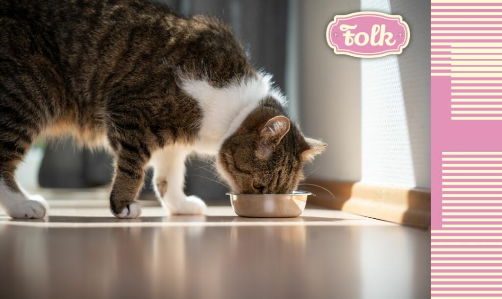 Warto włączyć podroby do kociej diety. Zdjęcie szaro-białego kota jedzącego w smudze słonecznego światła z metalowej miski. Po prawej stronie element graficzny w kremowe paski na różowym tle i różowe logo FOLK.