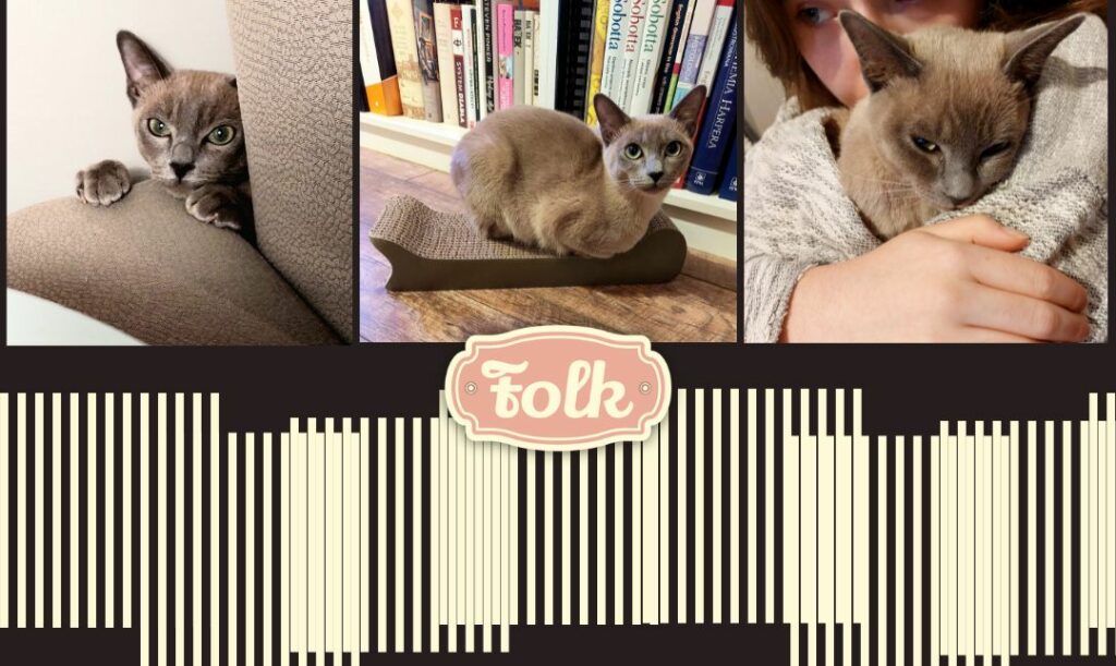 Zdezorientowana Janina. Trzy zdjęcia małej kotki tonkijskiej. Pod spodem element graficzny w paski i na środku różowe logo FOLK.