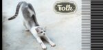 Ruja u kotki, Zdjęcie kotki szaro-białej wyginającej tylną część ciała jak do kopulacji. Z prawej strony element graficzny w formie pasków i szary logotyp FOLK.