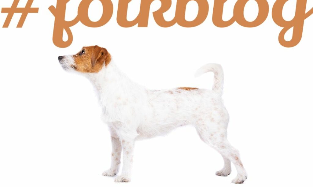 Cieszy się dobrym zdrowiem. Zdjęcie z profilu psa na białym tle. Napis folkblog. 
