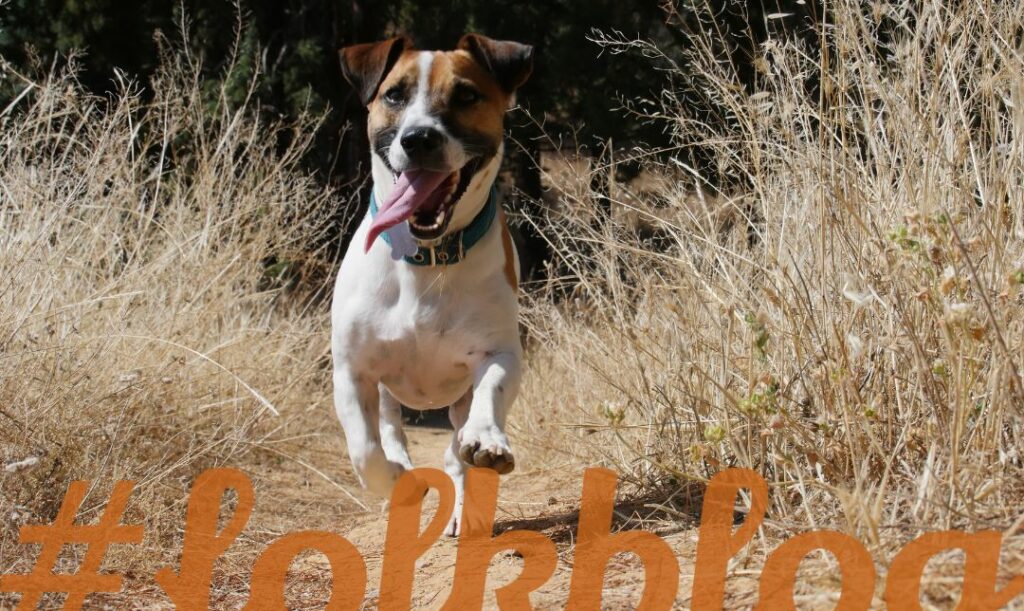 Energiczny i ruchliwy psiak. Zdjęcie biegnącego psa pośród suchych traw.