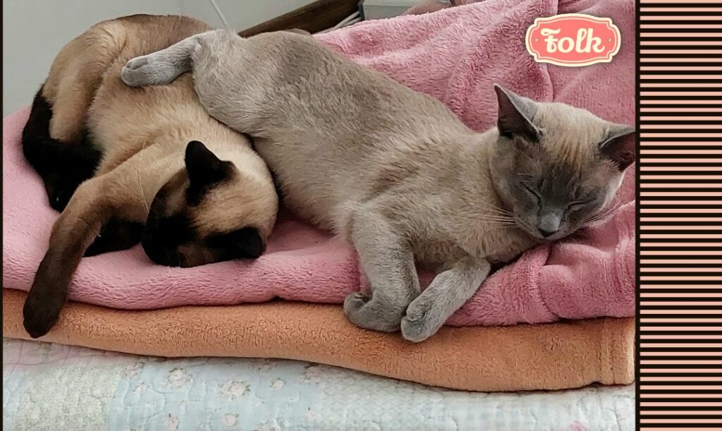 Fela i Janina zabezpieczone. Zdjęcie śpiących na różowym i oranżowym kocu kotek tonkijakich. Po prawej element graficzny w różowe paski i różowy logotyp FOLK.