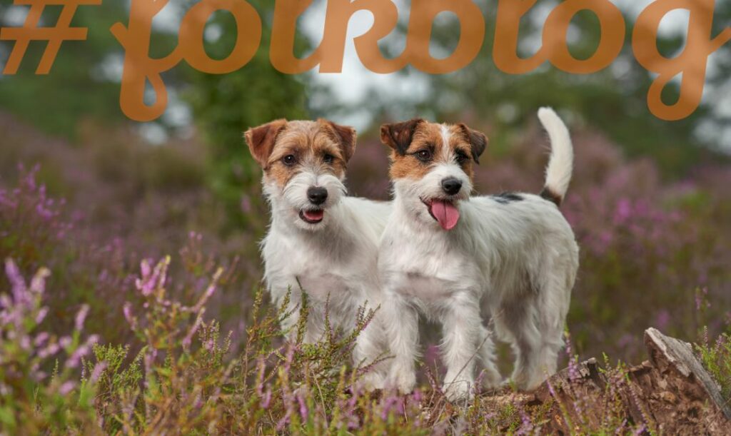 JRT silna osobowość. Zdjęcie biegających dwóch psów w jesiennym krajobrazie. Napis folkblog.