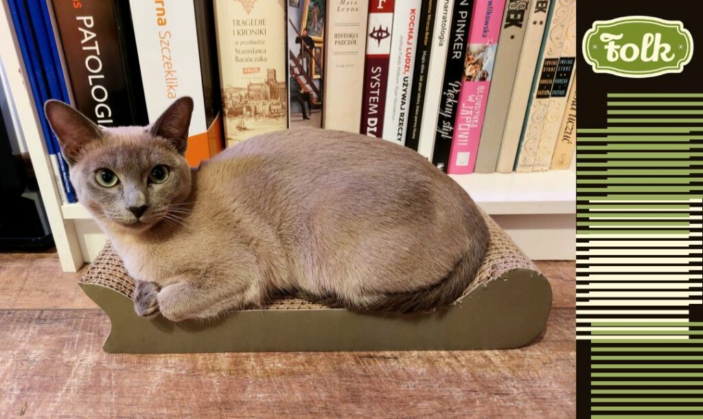 Janina tęskniła. Zdjęcie kotki tonkijskiej siedzącej na małym kartonowym drapaku na tle książek. Po prawej stronie element graficzny w paski kremowe i zielone jak oczy kotki i zielony logotyp FOLK.