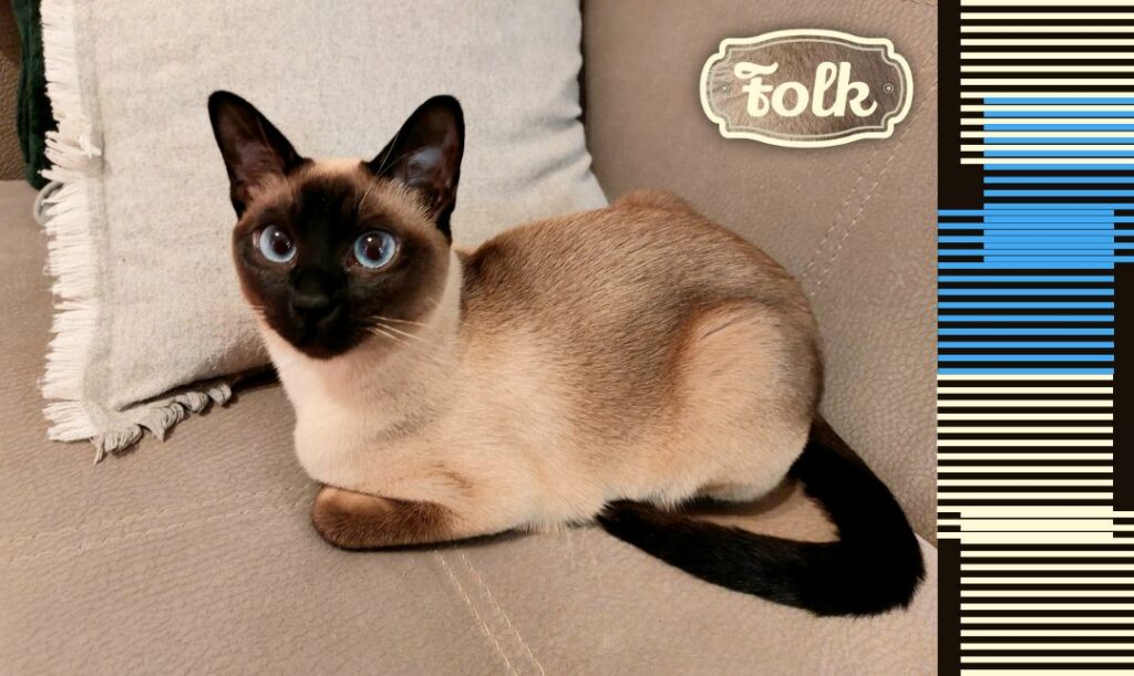 Najlepszy czas dla Feli przegapiłam. Zdjęcie kotki tonkijskiej na bezowym tapczanie. W prawym górnym rogu logo FOLK na tle sierści tej właśnie kotki. Po prawej element graficzny w paski kremowe i niebieskie jak oczy kotki..