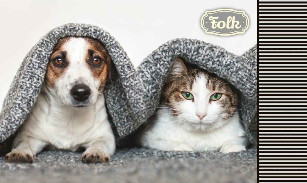 Pies, czy kot. Zdjęcie wystających głów psa i kota spod melanżowego szarego koca. Po prawej stronie element graficzny w paski szare i szary logotyp FOLK.. 