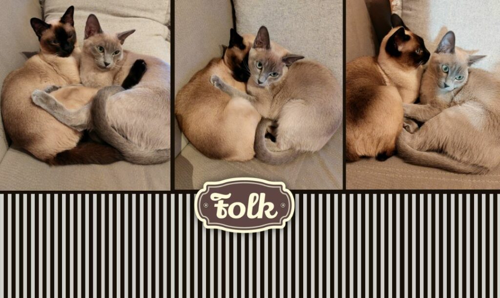 Uczmy się od zwierzaków miłości. Trzy zdjęcia tulących się do siebie kotek tonkijskich. Na dole pas z graficznego elementu w kremowe paski. Na środki brązowy logotyp FOLK.