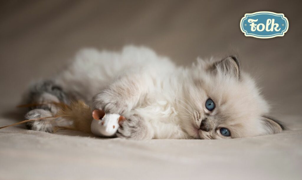 Urocze usposobienie. Zdjęcie leżącego kociaka z zabawką Logo FOLK w niebieskim kolorze.