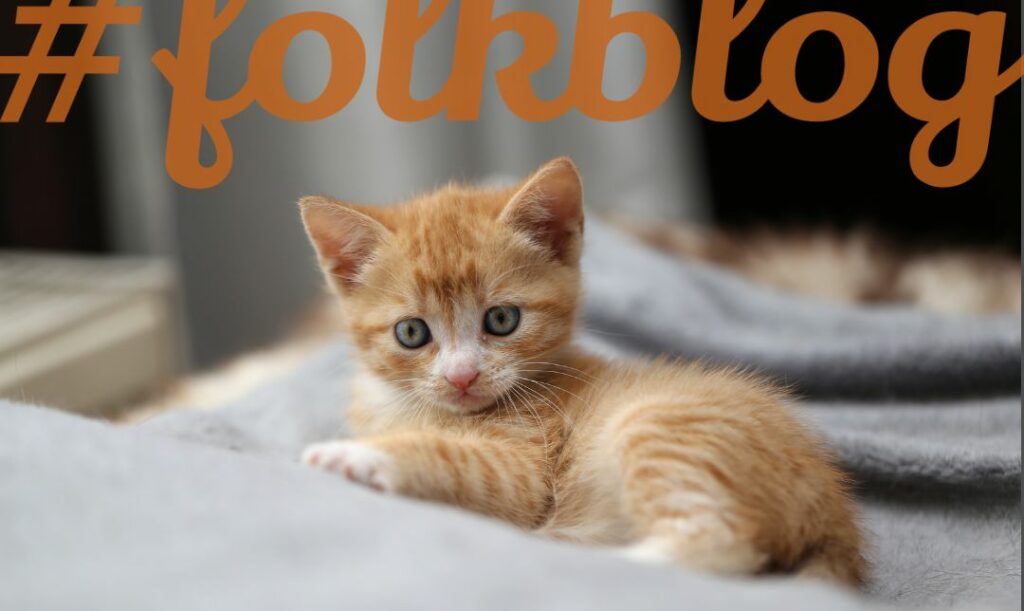 W 3 miesiącu wybijają się mleczaki. Zdjęcie malutkiego rudego kotka na szarym kocu. Na górze rudy napis folkblog.