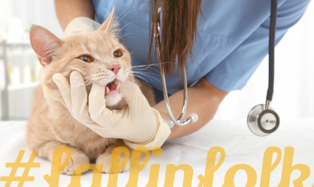 Wątpliwości konsultuj z lekarzem weterynarii. Zdjęcie pani weterynarz w niebieskim ubraniu i chirurgicznych rękawiczkach, zaglądającej do pyszczka małemu jasnorudemu kotkowi. Na dole żółty napis folkblog. 