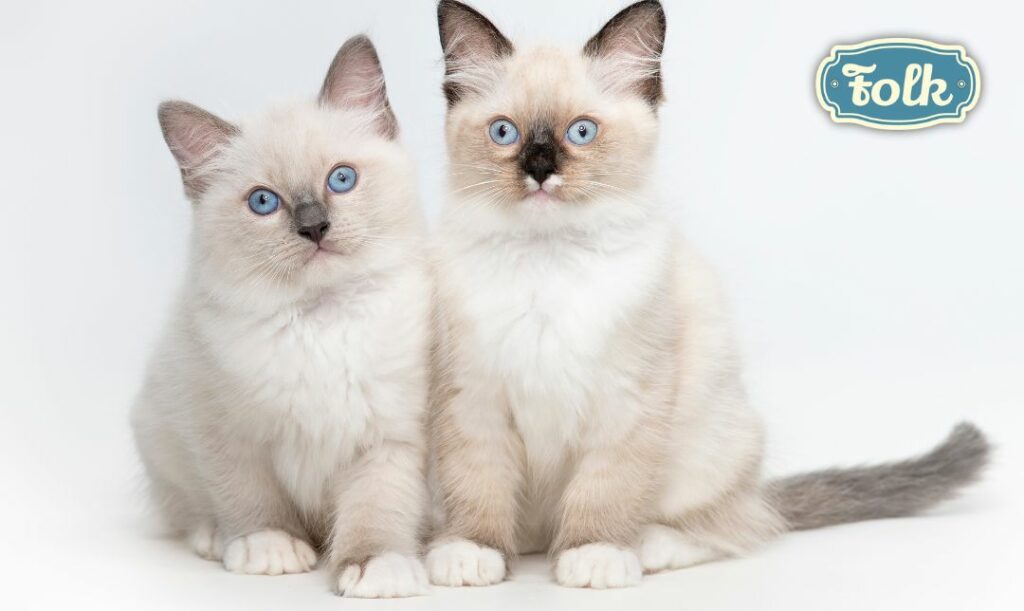 Wygląd ragdolla. Dwa jasne koty na białym tle. Niebieskie logo FOLK.