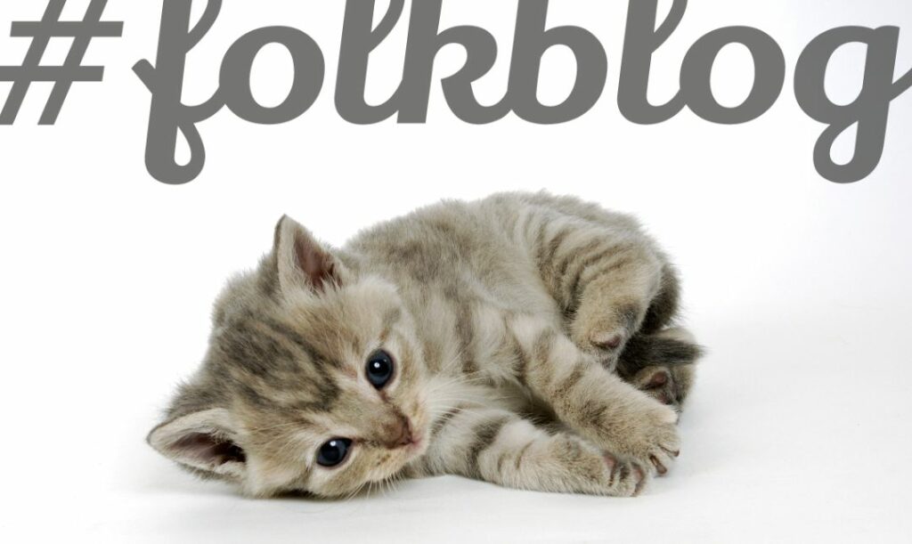 Ząbkowanie w szybkim tempie. Zdjęcie malutkiego szarego kotka leżącego na białym tle. Na górze szary napis folkblog