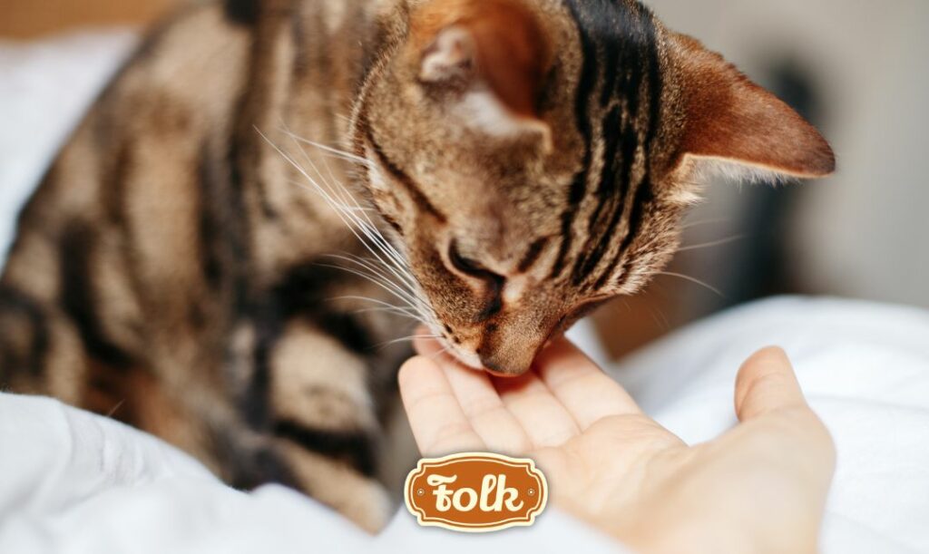 Zwierzęta wyczuwają nasze emocje. Zdjęcie pstrokatego kota wąchającego ludzką dłoń. Na dole rudy logotyp FOLK.