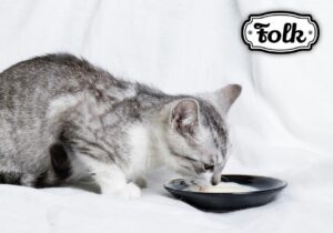 Czy koty mogą pić mleko. Zdjęcie szarego kotka pijącego mleko z czarnej miseczki. Po prawej stronie element graficzny w paski szare i biało-czarny logotyp FOLK.