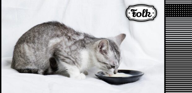 Czy koty mogą pić mleko. Zdjęcie szarego kotka pijącego mleko z czarnej miseczki. Po prawej stronie element graficzny w paski szare i biało-czarny logotyp FOLK.