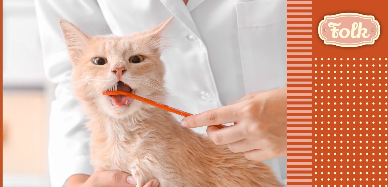 Wymiana zębów u kota. Zdjęcie mycia zębów maleńkiego kotka pomarańczową szczoteczką. Kotek jest jasno rudy. Szczoteczkę trzyma damska dłoń. Widać kawałek białego fartucha sugerującego, że to weterynarz. Po prawej stronie element w kropki, paski i łososiowy logotyp FOLK.