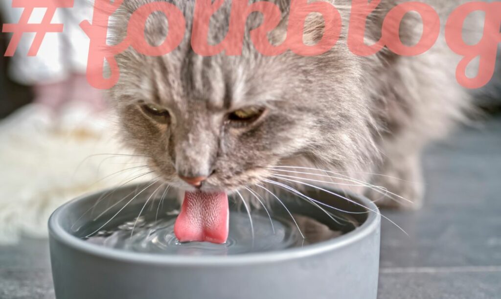 Kontroluj ilość wypijanej przez kota wody. Zbliżenie na szarego kota pijącego wodę z szarej miseczki. Na górze łososiowy napis folkblog.