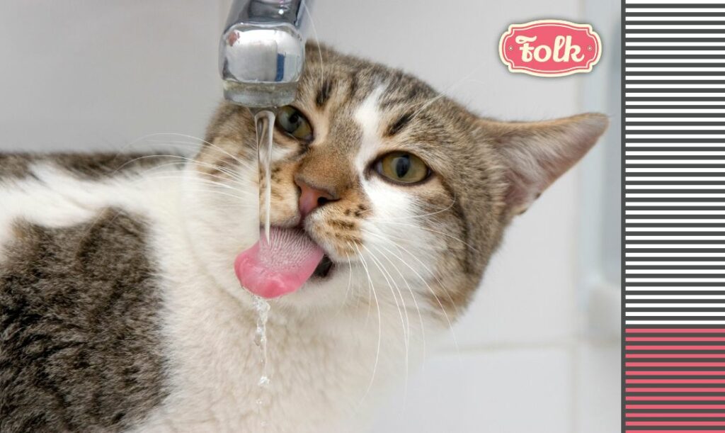 Kot często lubi bieżącą wodę. Zdjęcie pstrokatego kota pijącego wodę lecącą z kranu. Po prawej stronie paski i różowe logo FOLK. 
