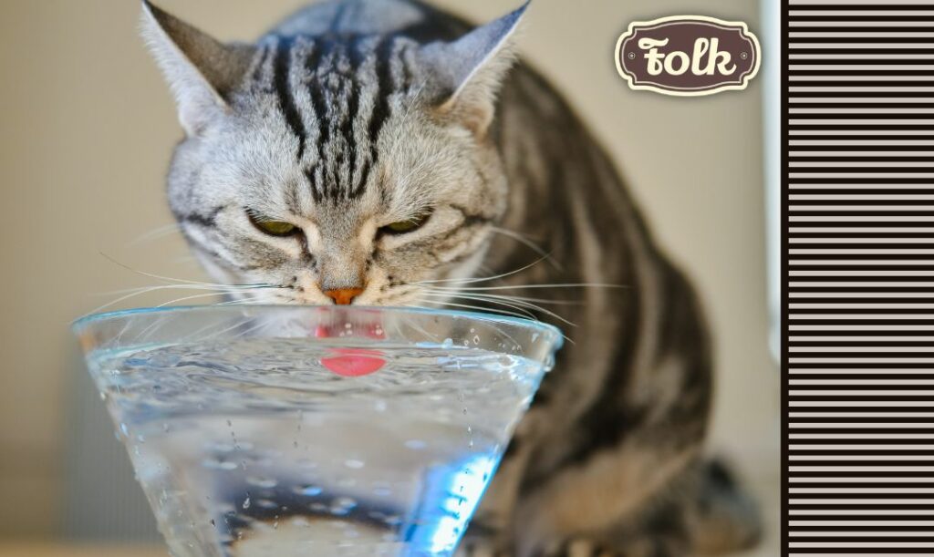 Rola wody w diecie kota. Kot pijacy wodę ze szklanki. Po prawej stronie paski o brązowe logo FOLK.
