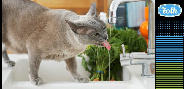 Ile wody powinien pić kot. Zdjęcie szarego kota pijącego lecącą wodę z krany. Z prawej strony paski i kropki w kolorze niebieskim i zielonym oraz na czarnym tle niebieskie logo FOLK.