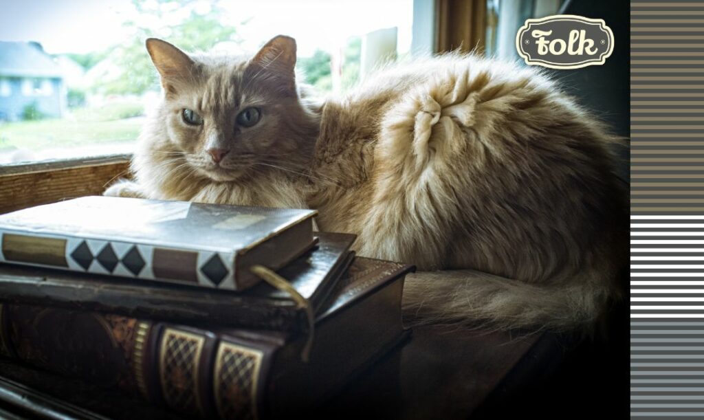 Czasu nie da się zatrzymać. Zdjęcie jasnego starszego kota siedzącego na książkach w starych tradycyjnych oprawach.  Po prawej stronie element graficzny w paski w trzech odcieniach i szare logo FOLK.