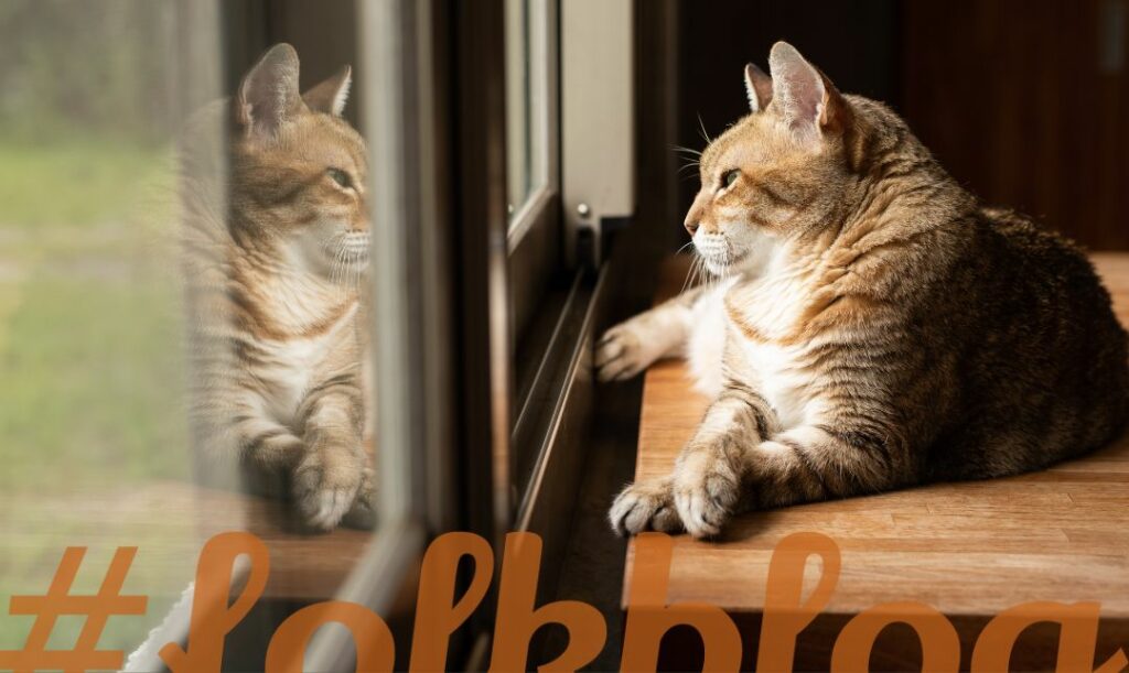 Pierwsze symptomy. Na zdjęciu rudo-biały starszy kot siedzi patrząc w okna, w którym widać jego odbicie. Na dole napis folkblog.