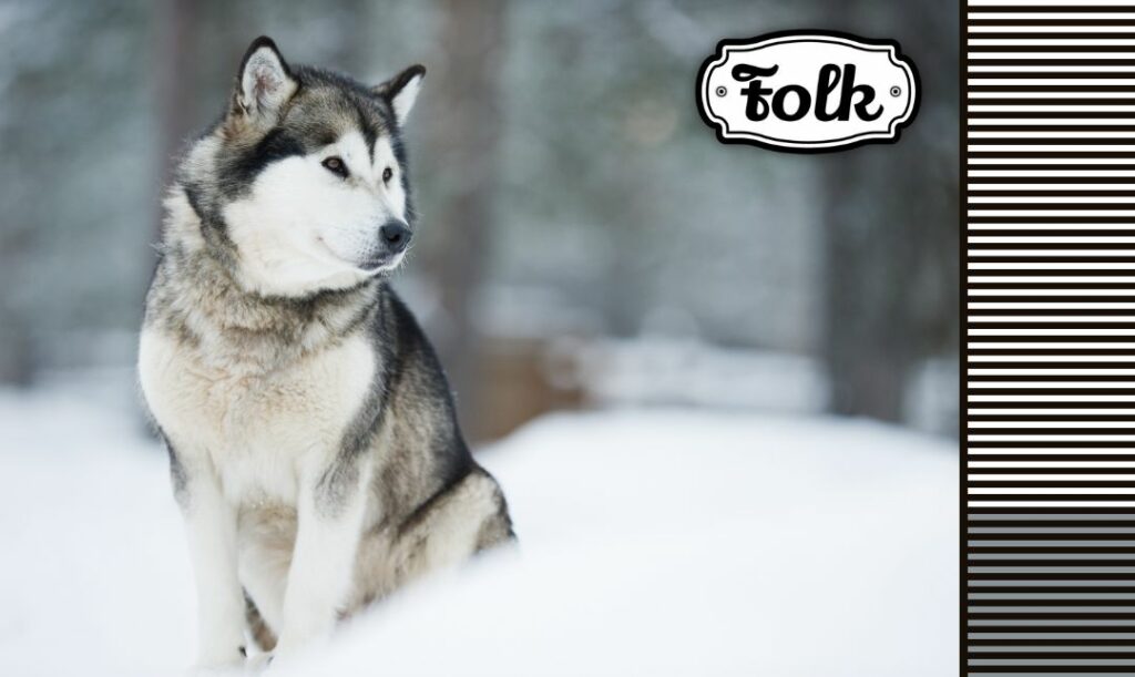 Rasy, które lubią zimę. Zdjęcie malamuta w śniegu. Z prawej strony elementy w paski i biało-czarne logo FOLK.