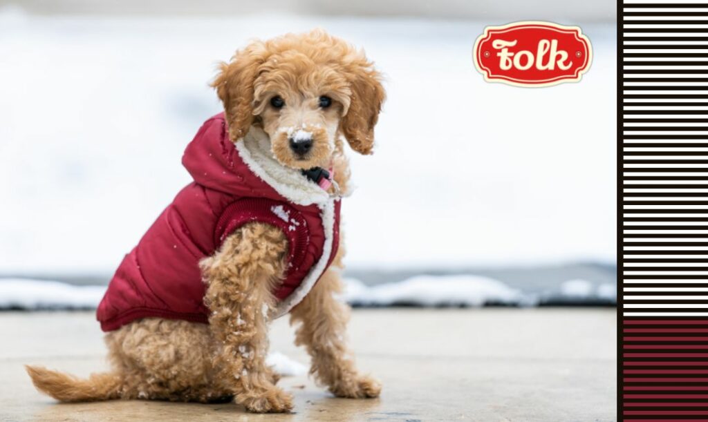 Ubranko na zimę. Zdjęcie małego psa w bordowym ubranku. Po prawej stronie kolorowe paski i czerwone logo FOLK.
