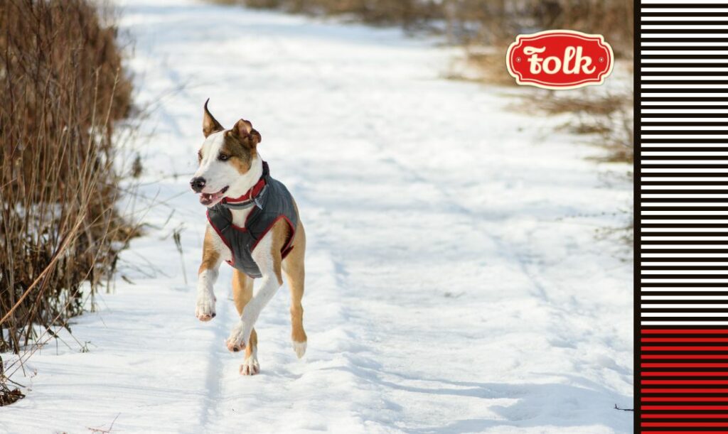 Zadbaj o aktywność zwierzęcia. Zdjęcie biegnącego w ubranku psa po śniegu. Z prawej strony kolorowe paski i czerwone logo FOLK.