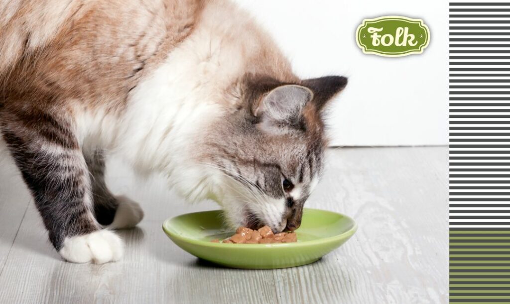 Zadbaj o odpowiednią karmę. Zdjęcie kota jedzącego z zielonego talerzyka mokrą karmę. Po prawej stronie element graficzny pasków szarych i zielonych oraz zielone logo FOLK.
