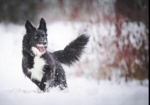 Spacer z psem zimą. Zimowe zdjęcie psa w śniegu po bokach kolorowe paski i biało-czarne logo FOLK