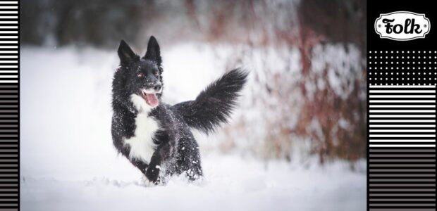 Spacer z psem zimą. Zimowe zdjęcie psa w śniegu po bokach kolorowe paski i biało-czarne logo FOLK