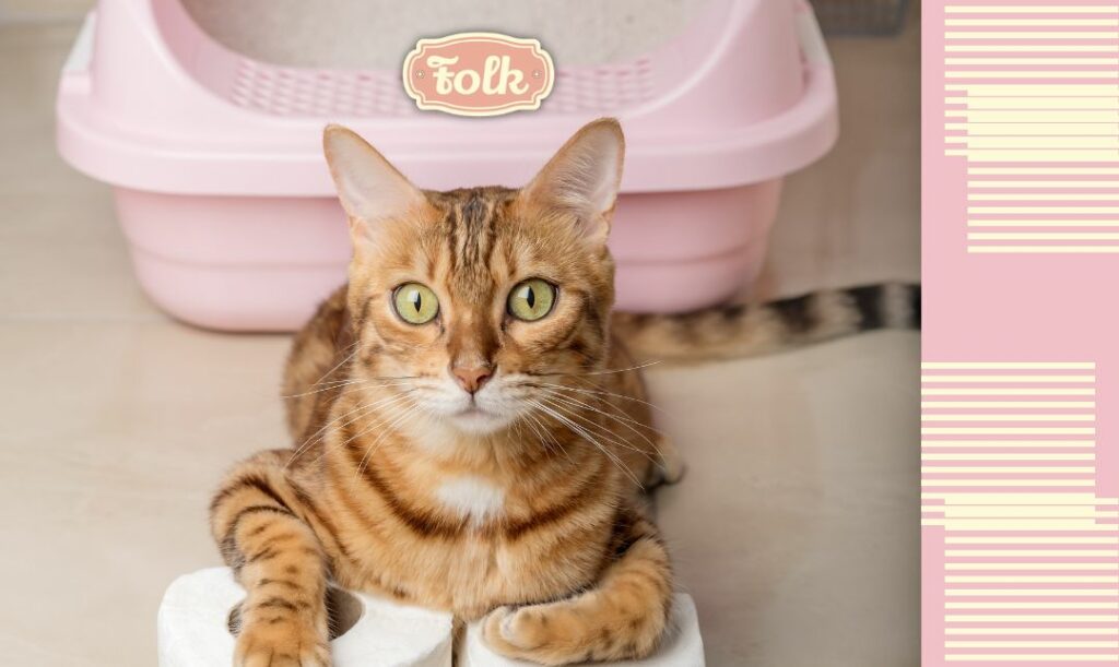 Najpowszechniejsze jest zapalenie pęcherza. Na zdjęciu na tle różowej kuwety siedzi rudy kot z dwiema rolkami papieru toaletowego. Po prawej stronie na różowym tle kremowe paski. Na środku obrazka różowe logo FOLK.  
