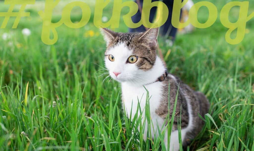 Jak kotu spodoba się spacer, będzie się go domagał. Biało-szary kot na brązowej smyczy w trawie. Na górze zielony napis folkblog. 