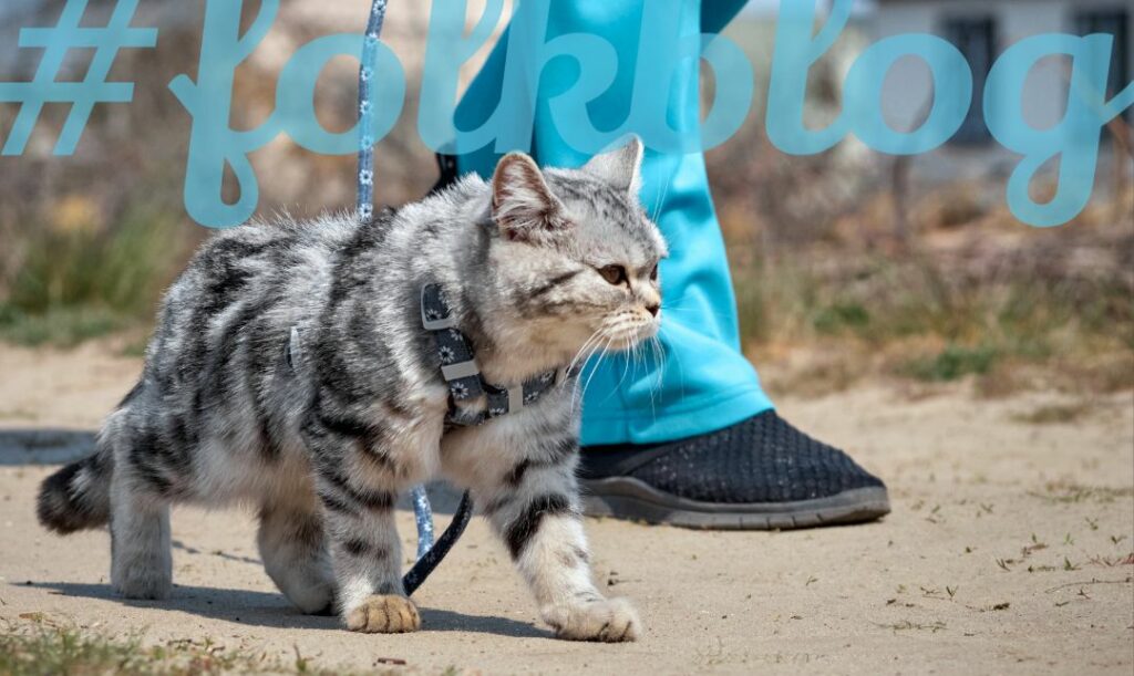 Kiedyś kot na smyczy uważany był za fanaberię. Szary kot na niebieskiej smyczy idzie przy nodze człowieka w niebieskich spodniach i czarnych butach. Na górze napis folkblog w niebieskim kolorze. 