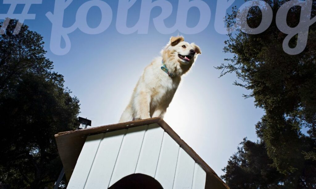 Kiedyś psy głównie stróżowały.  Zdjęcie jasnego psa siedzącego na budzie na tle niebieskiego nieba. Na górze jasny napis folkblog.