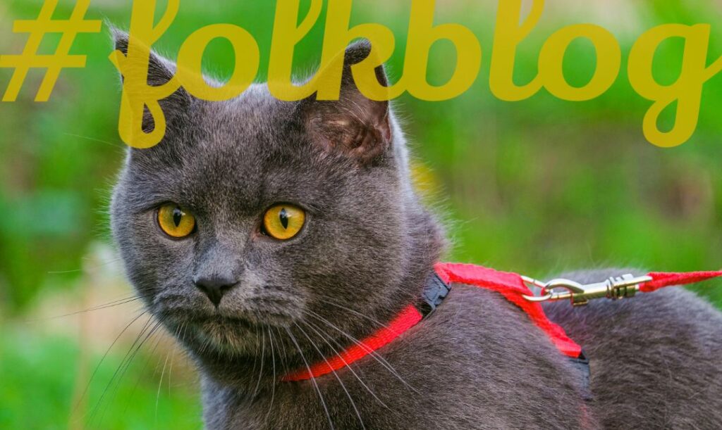 Nie każdy kot akceptuje szelki. Ciemny kot z żółtymi oczami na czerwonych szelkach na tle trawy. Na górze żółty napis folkblog.